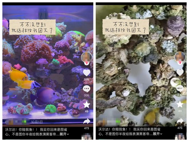 百家樂:養了這麽多年,一覺醒來團滅!全國多地魚友中招,有人損失上萬元,竟是被一塊插排“背刺”……商家:系黑客惡意攻擊,已緊急封堵漏洞