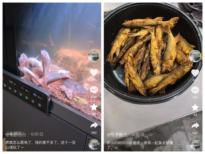 百家樂:養了這麽多年,一覺醒來團滅!全國多地魚友中招,有人損失上萬元,竟是被一塊插排“背刺”……商家:系黑客惡意攻擊,已緊急封堵漏洞
