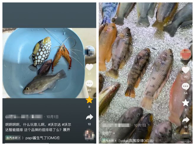 百家樂:養了這麽多年,一覺醒來團滅!全國多地魚友中招,有人損失上萬元,竟是被一塊插排“背刺”……商家:系黑客惡意攻擊,已緊急封堵漏洞
